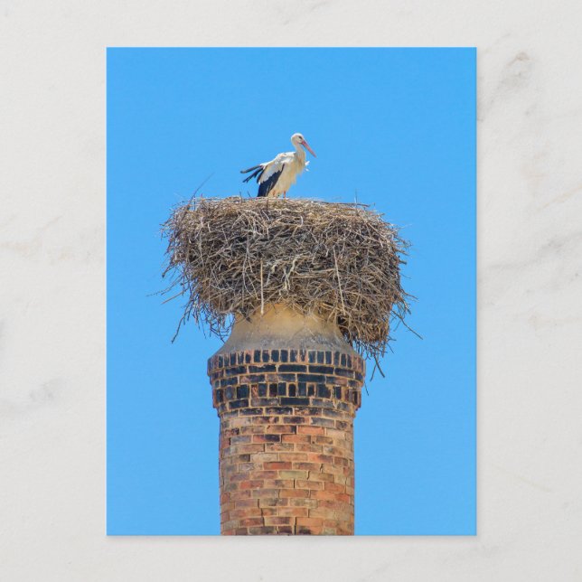 Vuxen stork i rede på skorsten.JPG Vykort (Framsida)