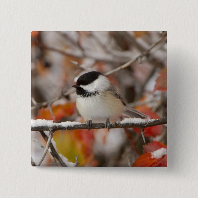 Vuxen, svart-klädd Chickadee i Snö Knapp (Framsida)