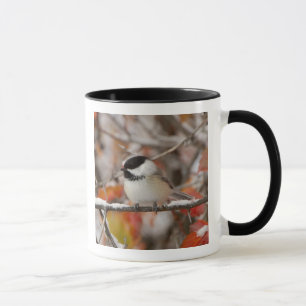 Vuxen svartkronad mes i snö mugg