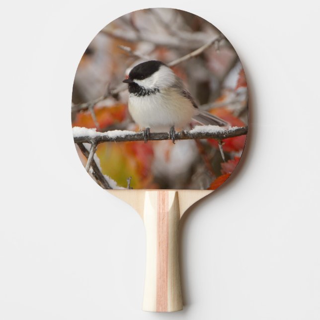 Vuxen svartkronad mes i snö pingisracket (Framsidan)