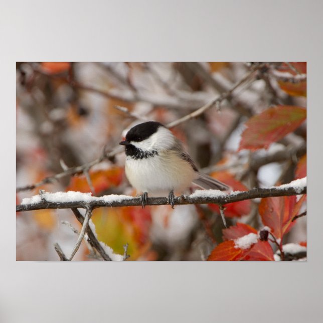 Vuxen svartkronad mes i snö poster (Framsidan)