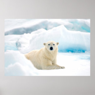 Vuxens polar har ett stort sken på sommarisen poster