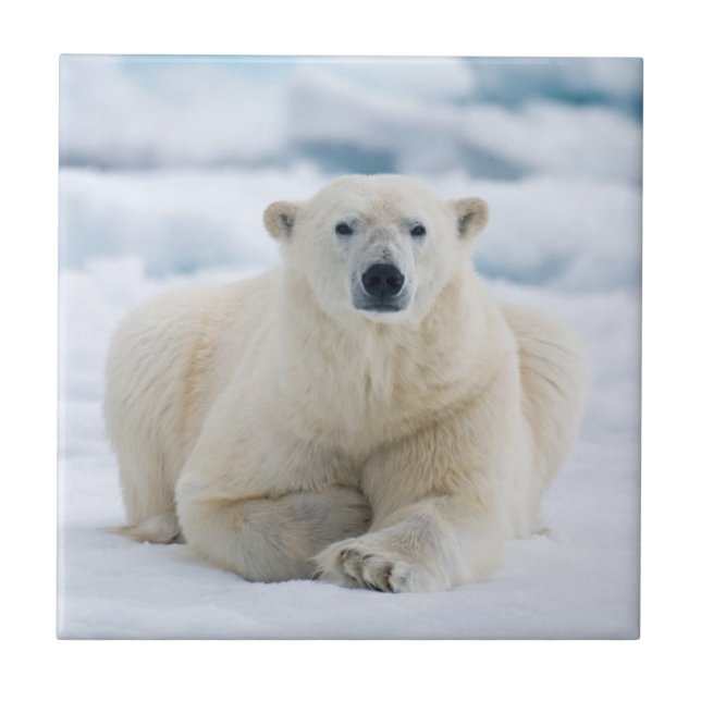 Vuxens polar på isförpackningen för sommarförpackn kakelplatta (Framsidan)