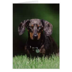 Vy av Dapple-färgad Dachshund Hälsningskort