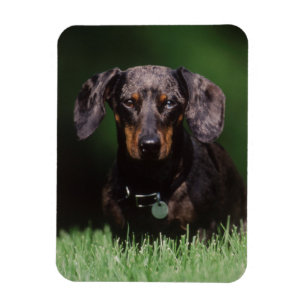 Vy av Dapple-färgad Dachshund Magnet