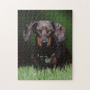 Vy av Dapple-färgad Dachshund Pussel