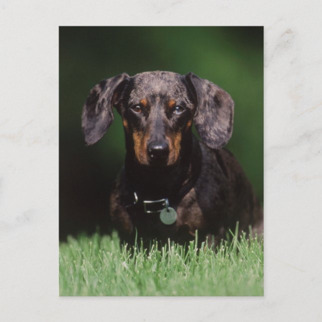 Vy av Dapple-färgad Dachshund Vykort (Framsida)