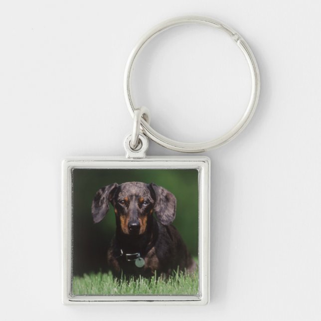 Vy av fältfärgad Dachshund Fyrkantig Silverfärgad Nyckelring (Framsidan)