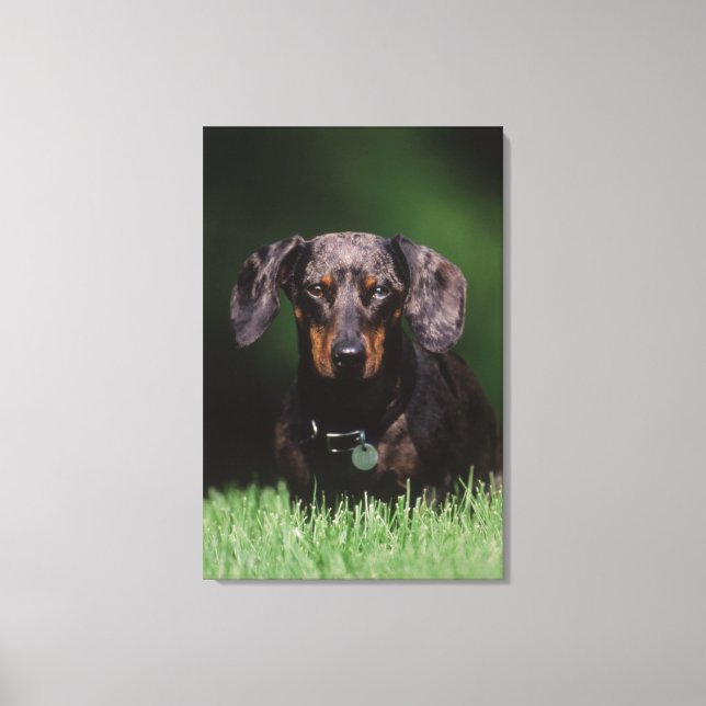 Vy av prickig Dachshund Canvastryck (Framsida)