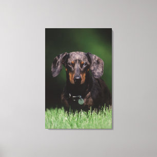 Vy av prickig Dachshund Canvastryck