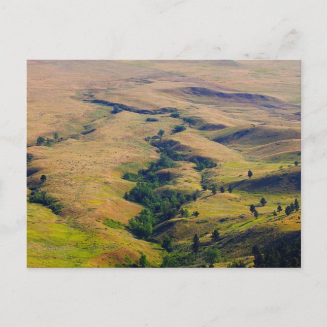 Vy av rundstrålande pärlknapp, SD Vykort (Framsida)