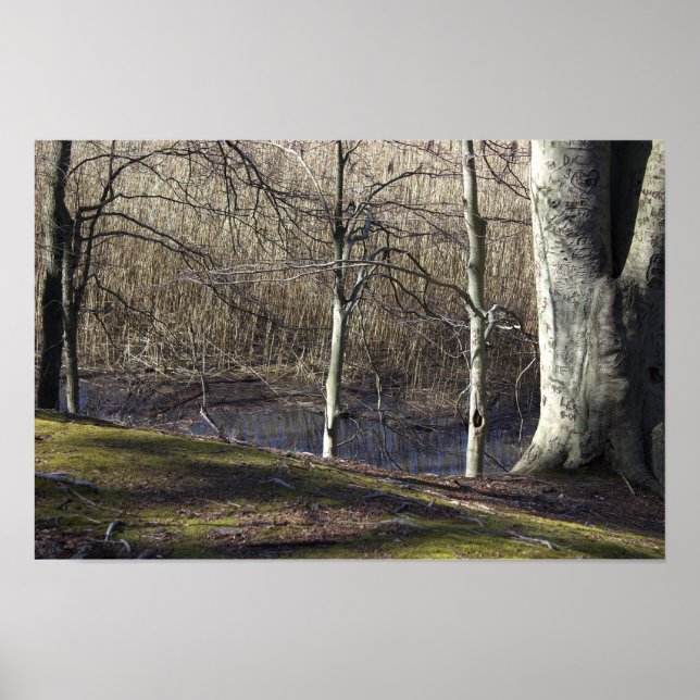 Vy över Bäck Poster (Framsidan)