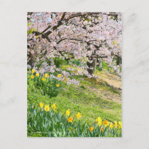 Vy över blommar för körsbär (& Vild Daffodil) Vykort