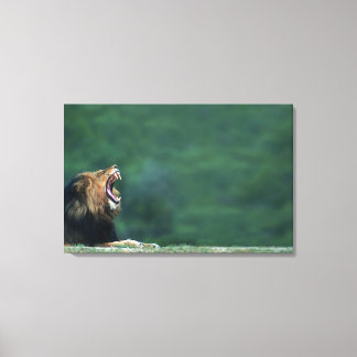 Vy över en Lejon (Panthera leo) som vilar på Canvastryck