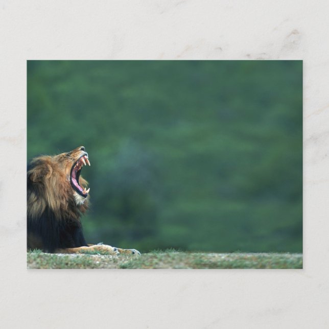 Vy över en Lejon (Panthera leo) som vilar på Vykort (Framsida)