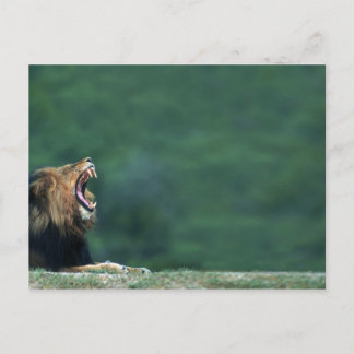 Vy över en Lejon (Panthera leo) som vilar på Vykort