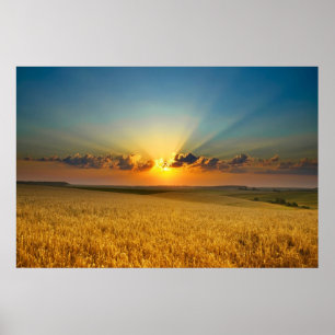 Vy över fält av majsvete poster