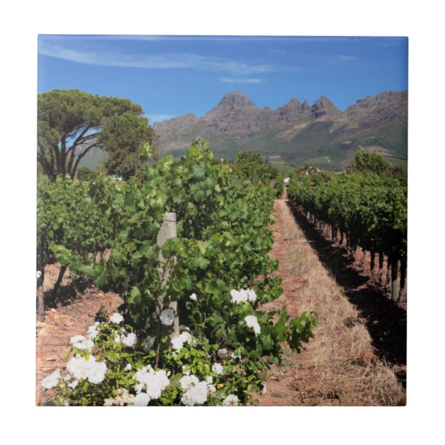 Vy över vingårdar. Stellenbosch Kakelplatta (Framsidan)