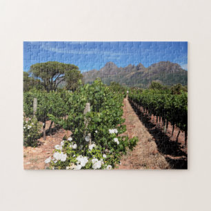 Vy över vingårdar. Stellenbosch Pussel