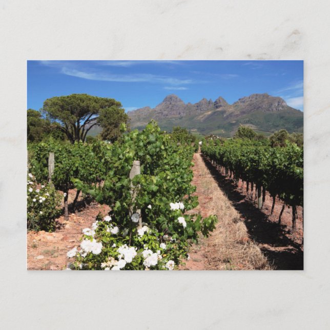 Vy över vingårdar. Stellenbosch Vykort (Framsida)