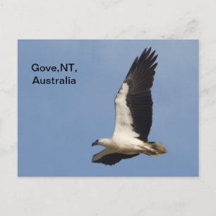 vycard White Bellzed Sea Eagle Vykort