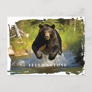 Vyellowstone Black Bear-vykort Vykort