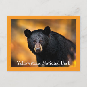 Vyellowstone Black Bear-vykort Vykort