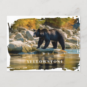 Vyellowstone Black Bear-vykort Vykort