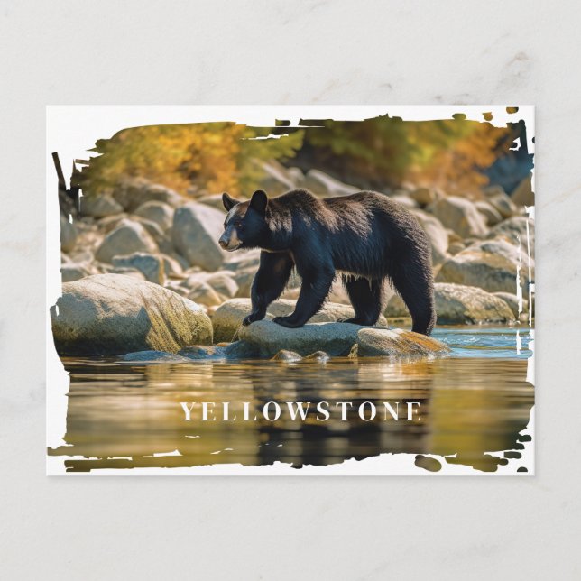 Vyellowstone Black Bear-vykort Vykort (Framsida)