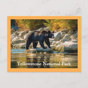 Vyellowstone Black Bear-vykort Vykort