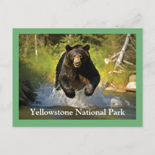 Vyellowstone Black Bear-vykort Vykort