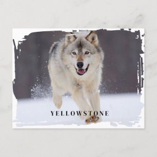 Vyellowstone-vykort för Varg Vykort