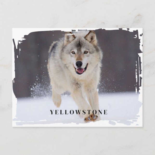 Vyellowstone-vykort för Varg Vykort (Framsida)
