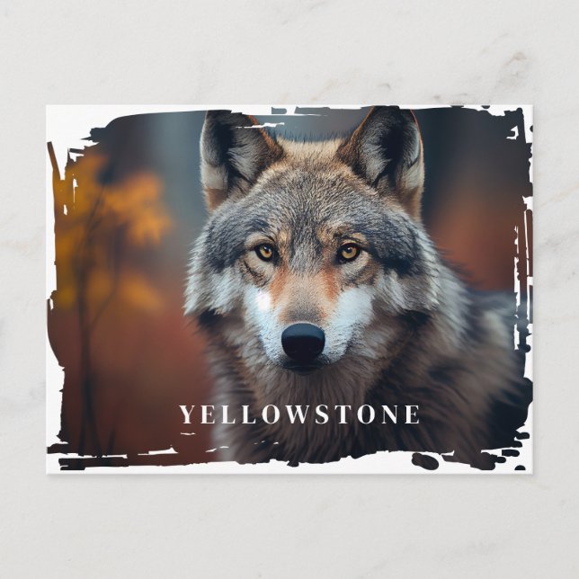 Vyellowstone-vykort för Varg Vykort (Framsida)