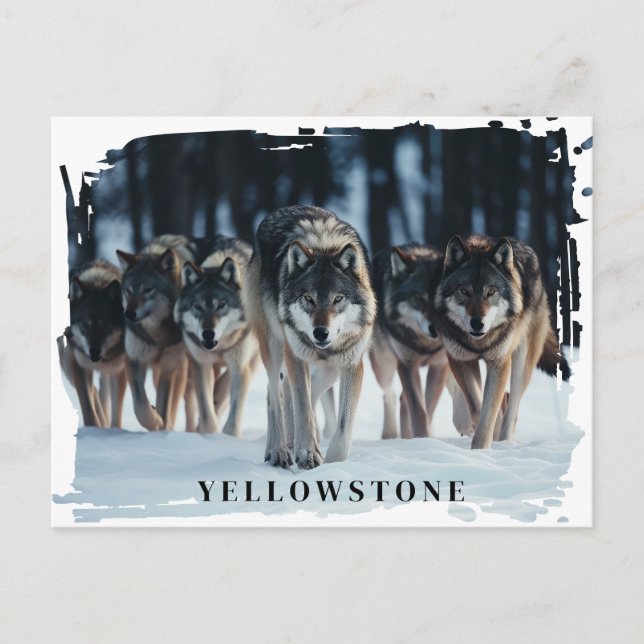 Vyellowstone-vykort för Varger Vykort (Framsida)