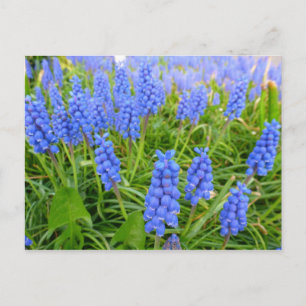 Vyhyacinths vykort