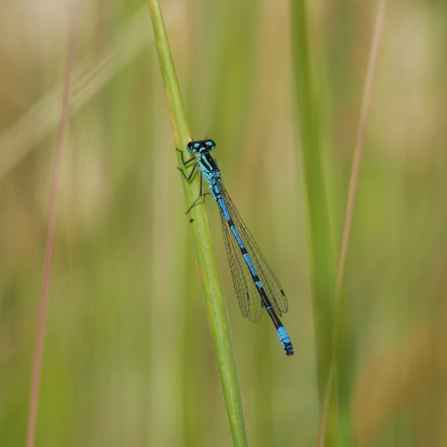 vykort (Skapare uppladdad)
