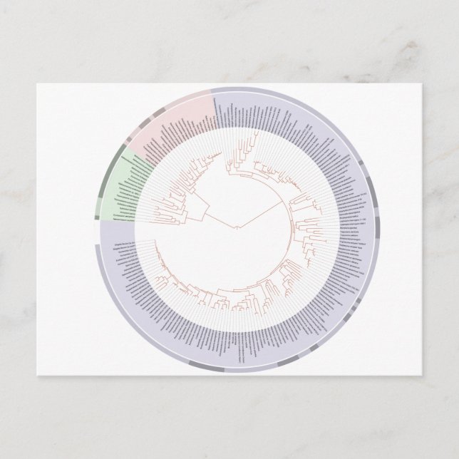 Vykort A fylogenetiskt livets träd-diagram (Framsida)