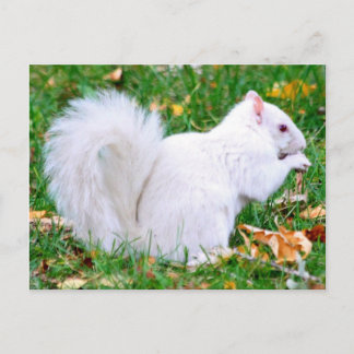 vykort - Albino Squirrel