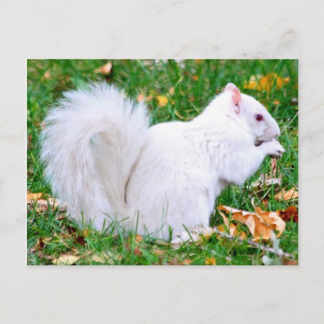 vykort - Albino Squirrel (Framsida)