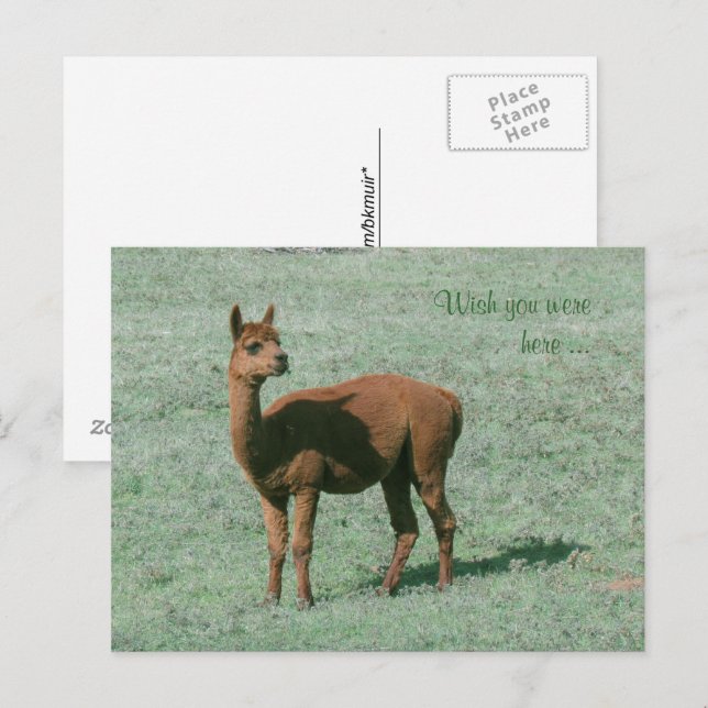 Vykort - Alpaca - Länge sedan du var här (Fram/baksida)