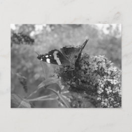 Vykort - Amiral Butterfly in Black & White