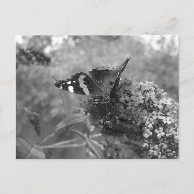 Vykort - Amiral Butterfly in Black & White (Framsida)