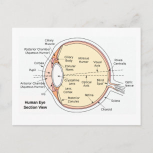Vykort Anatomiskt diagram över humant Öga Boll