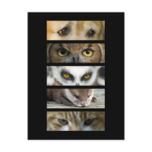 vykort - Animaliska Ögon