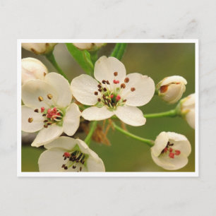 Vykort - Äppelblomning