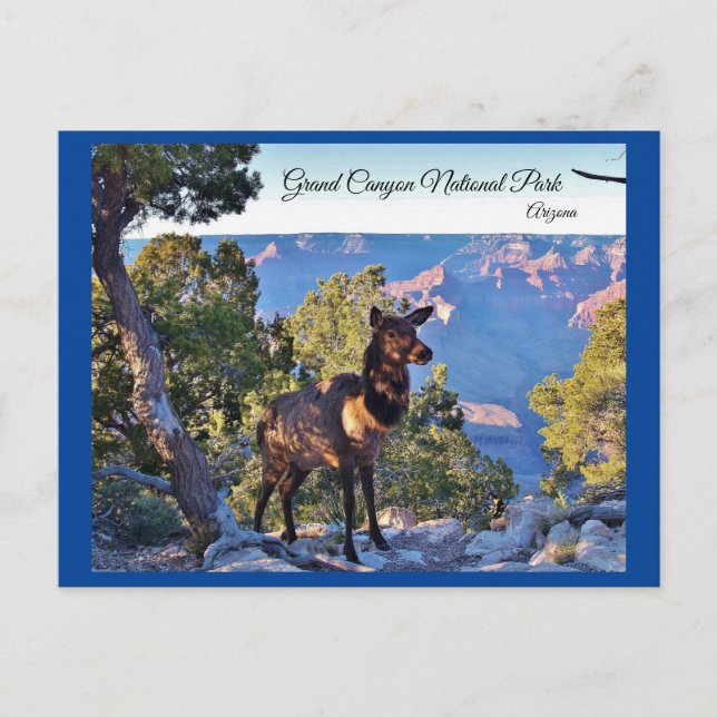 vykort, Arizona, Grand Canyon, Elk Vykort (Framsida)