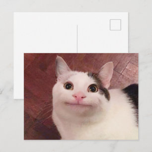 Vykort Artigt Katt Meme