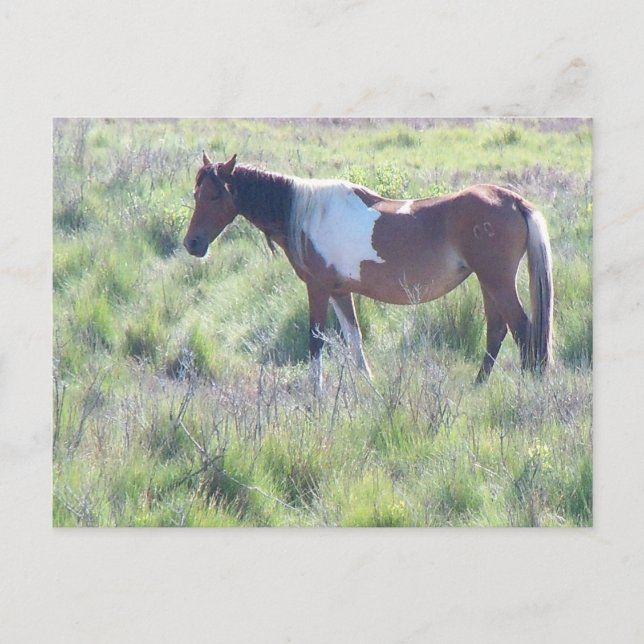 vykort: Assateague Island, Berömdens Hem Ch Vykort (Framsida)