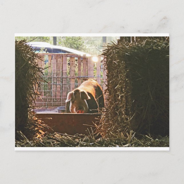 Vykort av mollyen pig.en (Framsida)